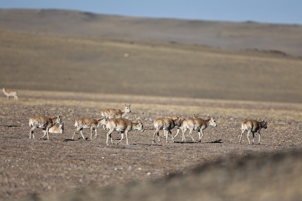 藏羚羊向产羔地迁徙（5月12日摄）。新华社记者 姜帆 摄